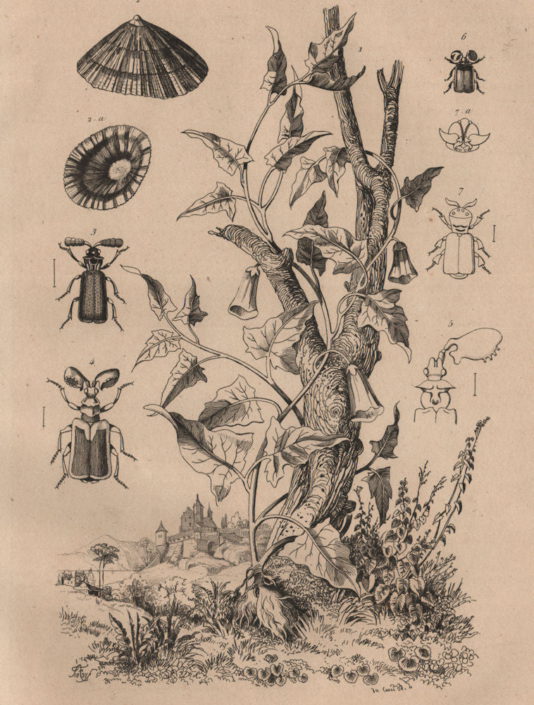 FOOD. Patate (Potato) plant. Patelle (Limpet). Pausse (Ant nest beetle) 1834